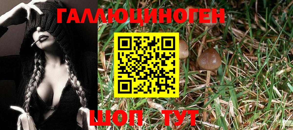 Псилоцибиновые грибы мицелий  Галлюциногенные грибы Psilocybe  Лесной 